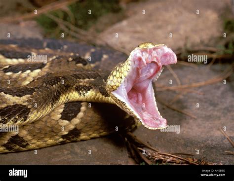 Eastern Diamondback Rattlesnake Fangs