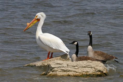 Divulge with Dani: I saw a pelican and did not take a picture. Why that ...