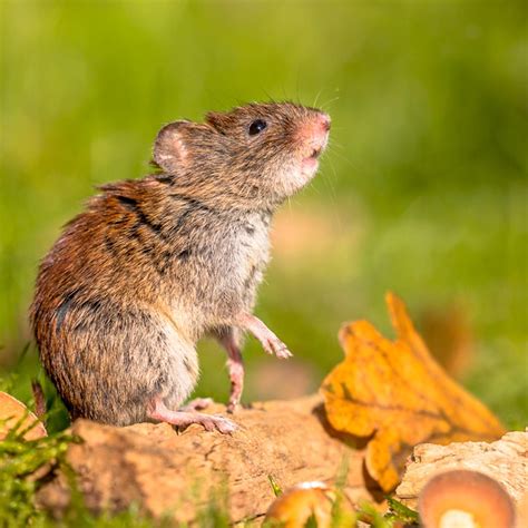 How to Get Rid of Voles | Family Handyman