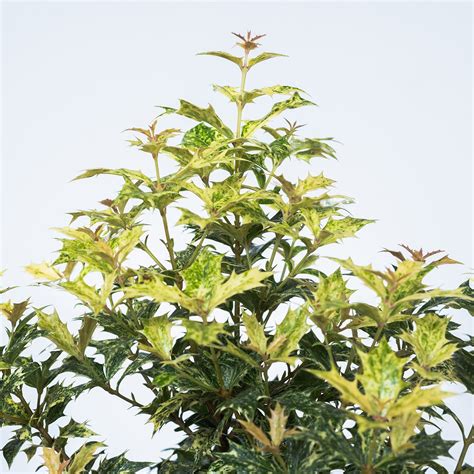 Osmanthus Goshiki Shrub | Perfect plants, Shrubs for sale, Shrubs