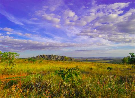 Good intentions, collateral damage: forest conservation may be hurting grasslands