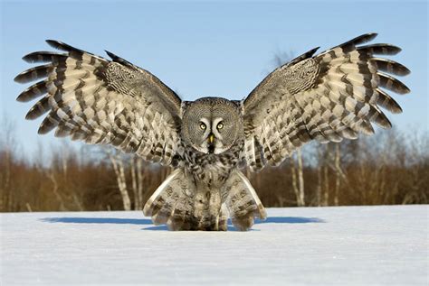 Picture of the Day: The Great Grey Owl » TwistedSifter