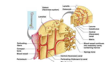 Anatomy of Long Bone and Compact Bone - YouTube