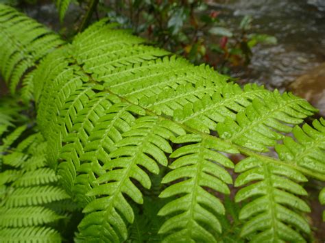 Free Image of Lush green fern fronds | Freebie.Photography