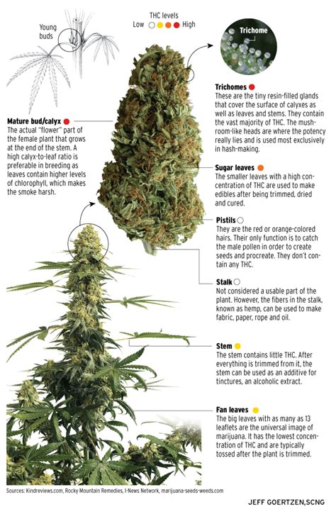 Do you know the anatomy of a marijuana plant? – Orange County Register