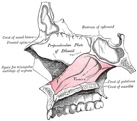 The Vomer - Human Anatomy