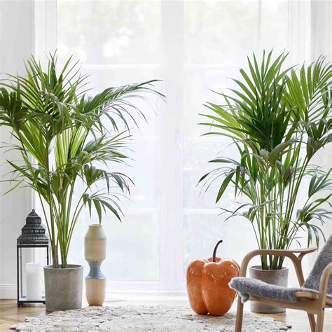 8 Types of Palm Plants to Grow Indoors