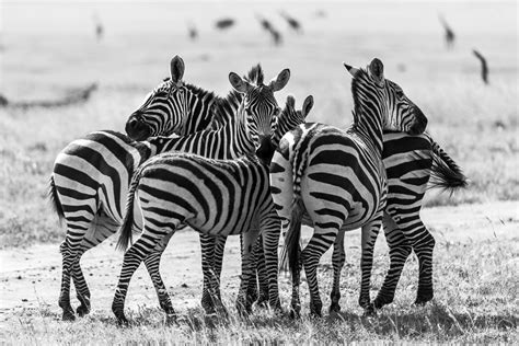 Kenya Wildlife Photography Safari Tour | Venture Photography Workshops