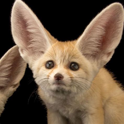 Fennec fox - Alchetron, The Free Social Encyclopedia