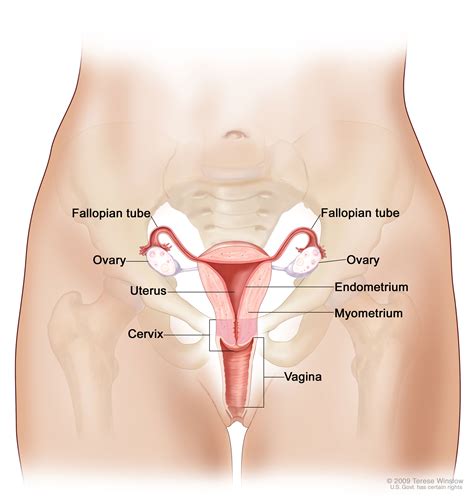 Cervical Cancer—Patient Version - National Cancer Institute