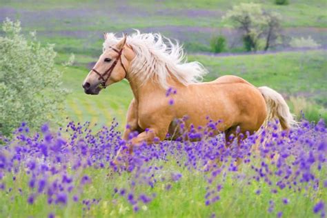 11 Interesting Facts About Palomino Horses