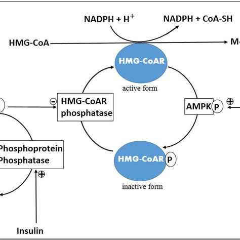 HMG-CoA reductase regulation with HMG-CoAR phosphatase and AMPK. cAMP:... | Download Scientific ...