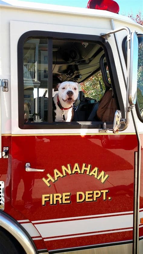 Dog Rescued by Firefighter Joins Fire Department | POPSUGAR Pets Photo 8