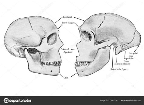 Occipital Torus Neanderthal