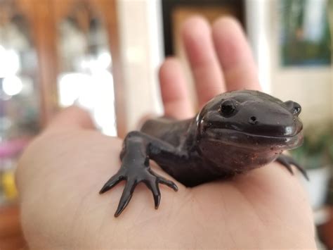 My morphed axolotl, Gollum, who was very much not impressed by me waking him up without feeding ...