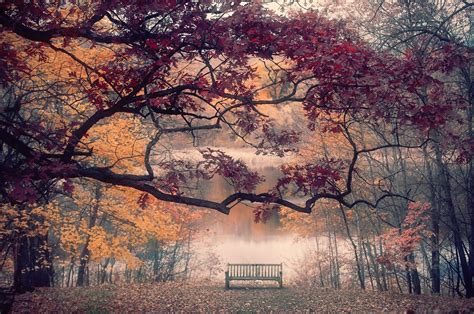 Autumn Forest and Lake - Image Abyss