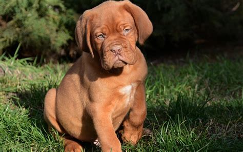 French Mastiff Puppies Breed information & Puppies for Sale