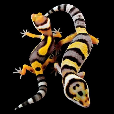 Leopard Gecko Colors