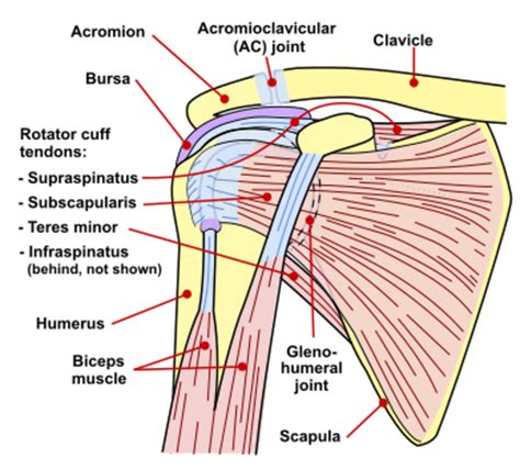 Developing the Deltoid Muscles: How to Get Big, Strong Shoulders ...