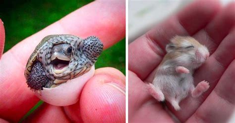 15 Of The Cutest Baby Animals