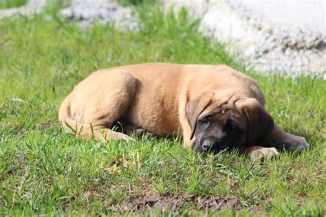 English Mastiff Puppies For Sale | Plummer, ID #193073