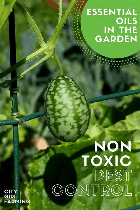 In the Garden: Non-Toxic Pest Control with Essential Oils - CITY GIRL ...