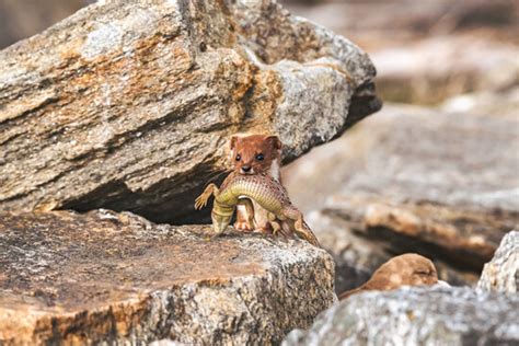 "Least Weasel" Images – Browse 3,206 Stock Photos, Vectors, and Video | Adobe Stock