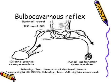 Thoraco lumbar injuries