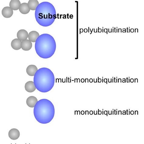 Ubiquitin genes and ubiquitination pathway. Ubiquitin is encoded by a... | Download Scientific ...