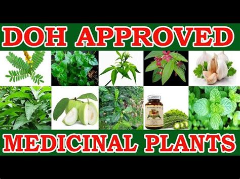 10 Philippines Herbal Medicine Approved by DOH - YouTube