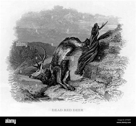 Red Deer Engraved Illustration Stock Photo - Alamy