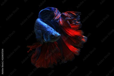 Portrait of a betta fish, Indonesia Stock Photo | Adobe Stock