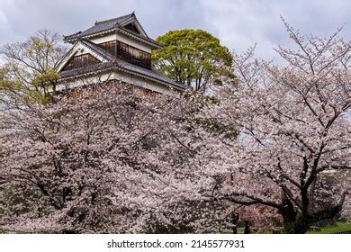 Cherry Blossoms Kumamoto Castle Kumamoto Stock Photo 2145577931 ...