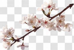 Euclidean Vector Flower - Cherry Blossom - Border Transparent PNG