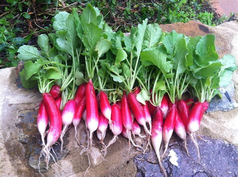 Radish, French Breakfast - The Seed Company by E.W. Gaze