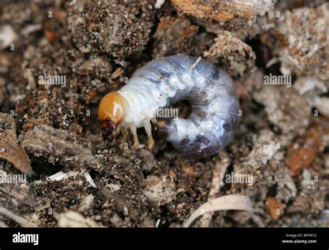 Lesser Stag Beetle Larva, Dorcus parallelipipedus, Lucanidae, Scarabaeoidea, Scarabaeiformia ...