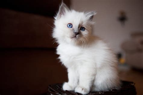 See the Cutest Cat Breeds as Kittens | Reader's Digest