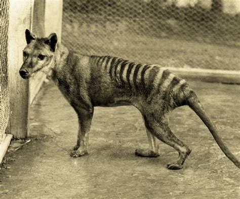 The Tasmanian Tiger, One Step Removed from Becoming Warner Bros ...