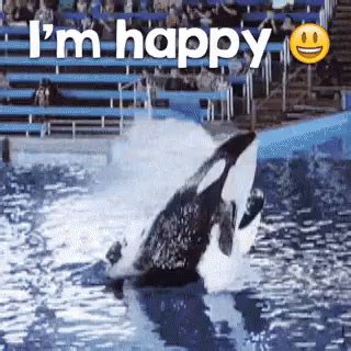 Orca Happy GIF - Orca Happy Walter - Discover & Share GIFs