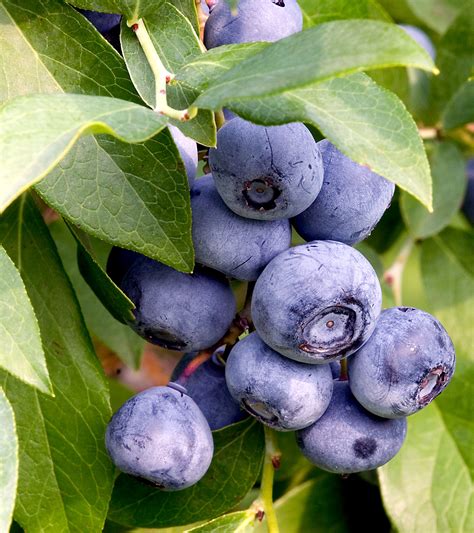 File:Blueberries on branch.jpg - Wikimedia Commons