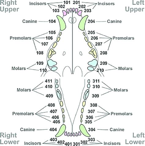 Dog Teeth Charting