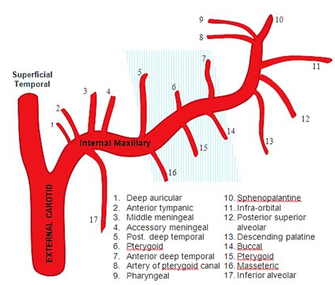 3.12: Treatment of Epistaxis in Children - Medicine LibreTexts