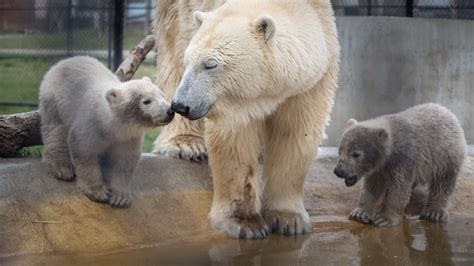 Columbus Zoo polar bear cubs up 50 pounds, enjoying the outdoors | WSYX