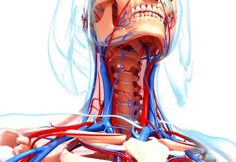 Internal Jugular Vein: Anatomy, Function, and Significance