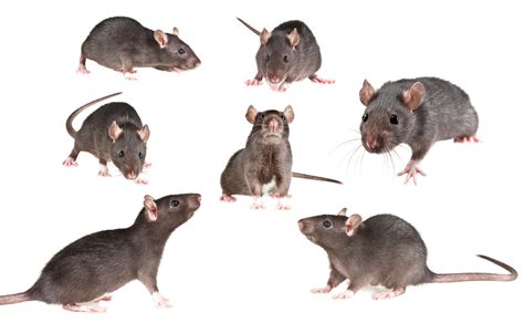 Signs of a Rat Infestation | AAI Pest Control Stockton, Ca