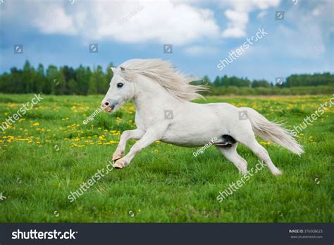 105,873 White Pony Images, Stock Photos & Vectors | Shutterstock