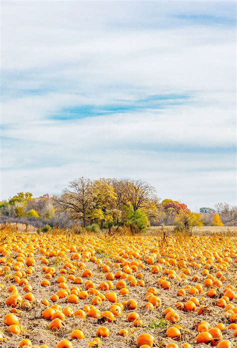 Can You Find Your Way Around These 5 Elaborate Corn Mazes? — Daily Passport