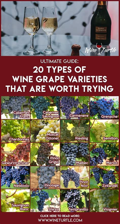 Explaining the 20 most popular grape varieties – Artofit