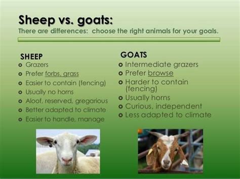 Goat and sheep farming By Allah Dad Khan