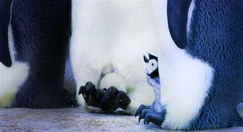 Hidden Camera Captures Baby Penguins Hatching – True Activist